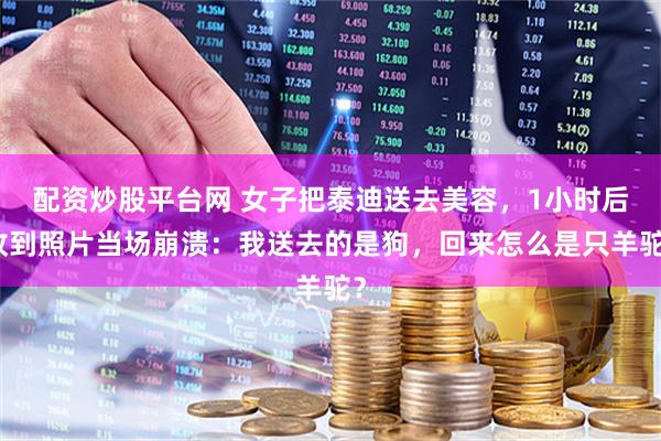 配资炒股平台网 女子把泰迪送去美容，1小时后收到照片当场崩溃：我送去的是狗，回来怎么是只羊驼？